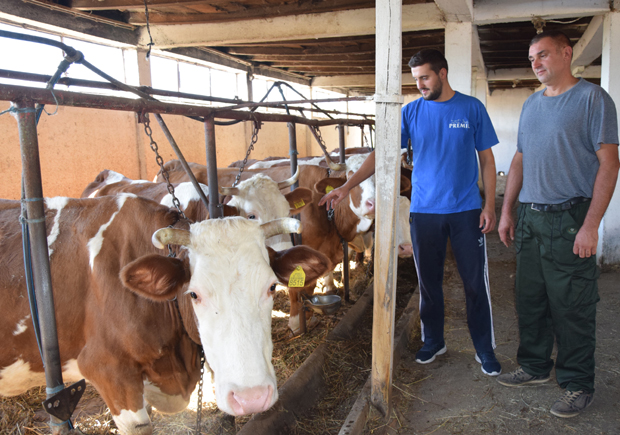 ШЕСТОЧЛАНА ПОРОДИЦА НАСТАВЉА ТРАДИЦИЈУ ПРЕДАКА: Домаћинство Владана Илића - рекордер у производњи млека
